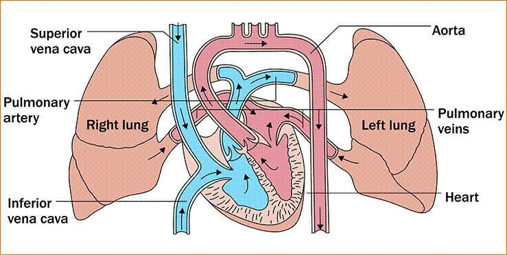 How the Heart Works - Heart Foundation